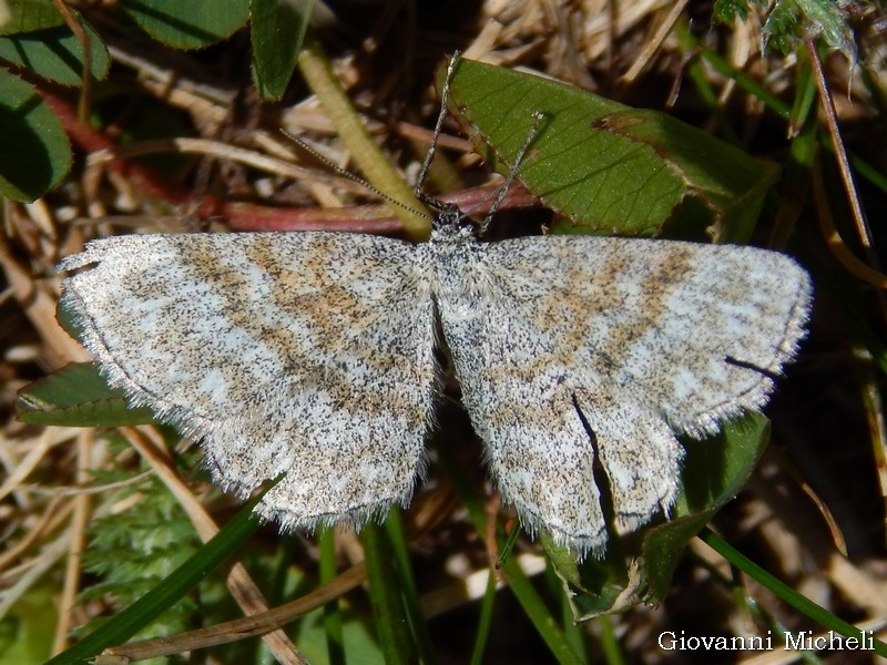 Geometridae: Scopula immorata